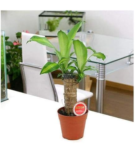 Amazon｜幸福の木(ドラセナ・フラグランス・マッサンゲアナ) 中鉢(8号